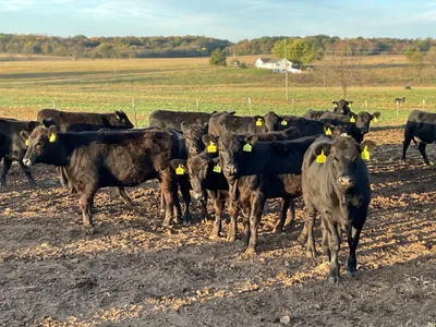 cattle listing photo