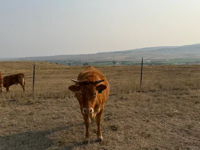 cattle listing photo