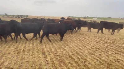 cattle listing photo