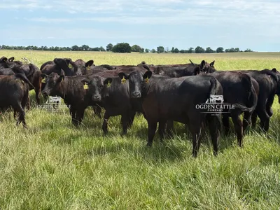 cattle listing photo