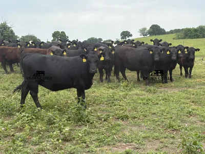 cattle listing photo