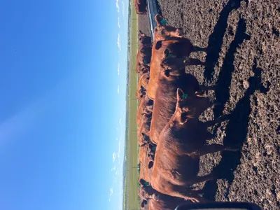 cattle listing photo