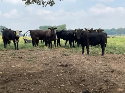 cattle listing photo