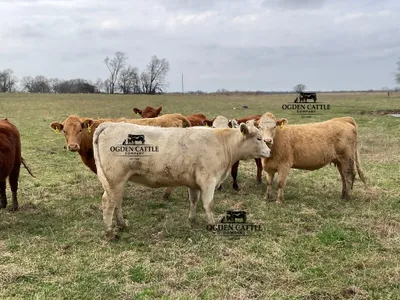 cattle listing photo