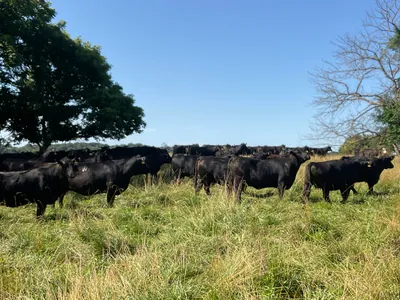cattle listing photo
