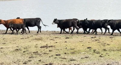 cattle listing photo