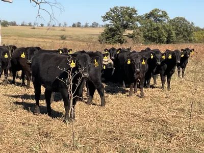 cattle listing photo