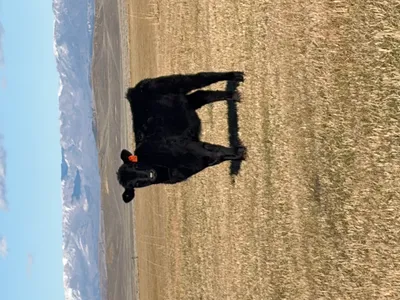 cattle listing photo