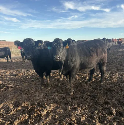 cattle listing photo