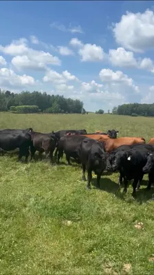 cattle listing photo