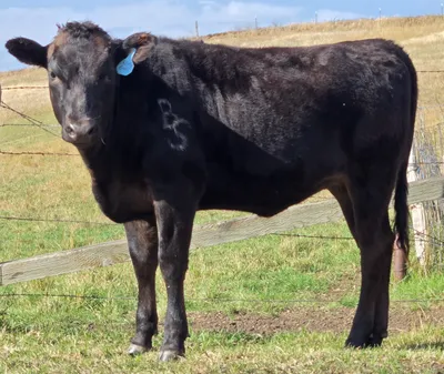 cattle listing photo