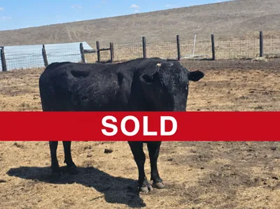 cattle listing photo