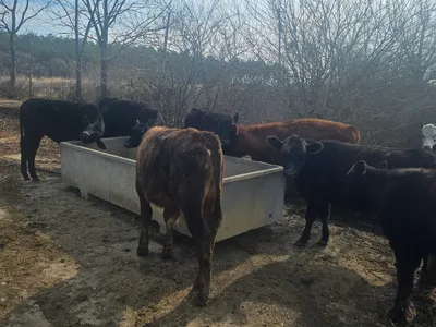 cattle listing photo