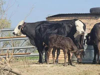 cattle listing photo