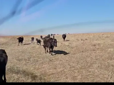 cattle listing photo