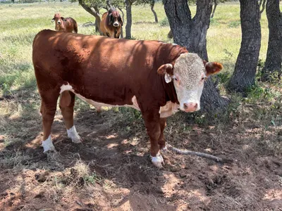 cattle listing photo