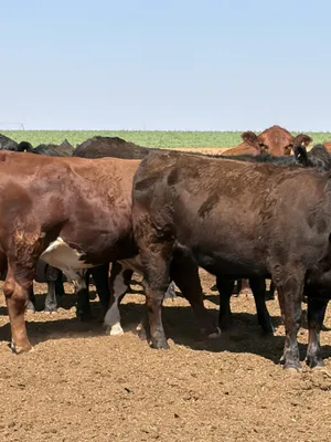 cattle listing photo