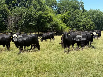 cattle listing photo