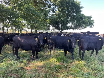 cattle listing photo