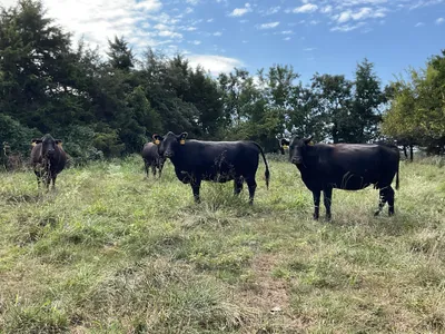 cattle listing photo