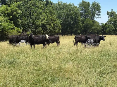 cattle listing photo
