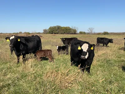cattle listing photo