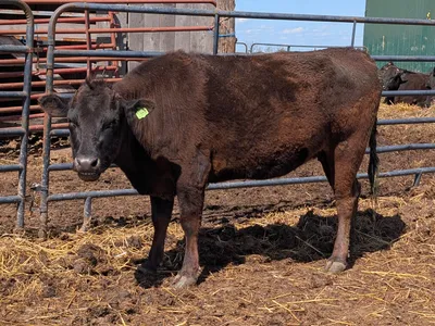 cattle listing photo