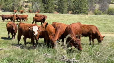 cattle listing photo