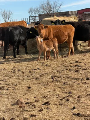 cattle listing photo