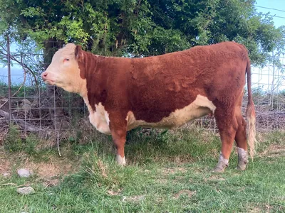 cattle listing photo