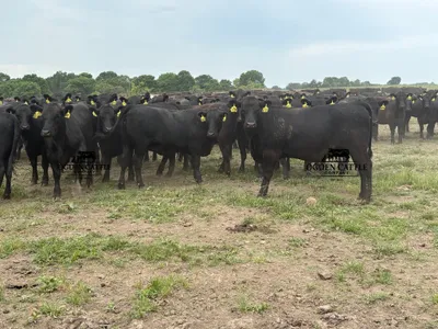 cattle listing photo