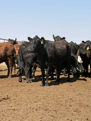 cattle listing photo