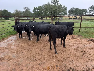 cattle listing photo