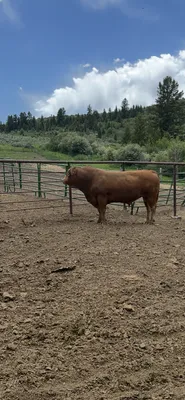 cattle listing photo