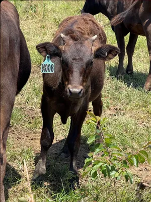 cattle listing photo