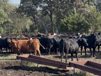 cattle listing photo