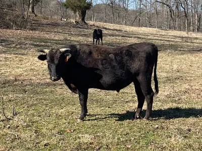 cattle listing photo