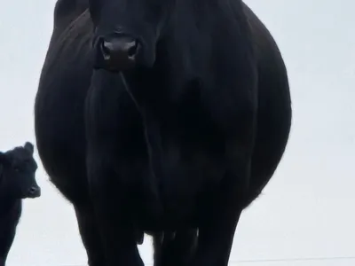 cattle listing photo