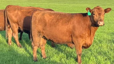 cattle listing photo