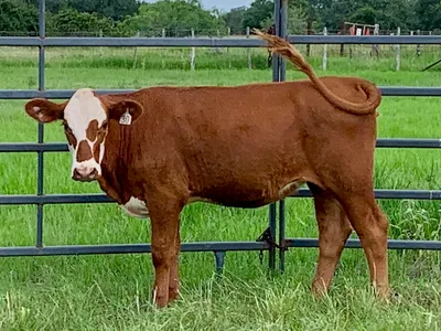cattle listing photo
