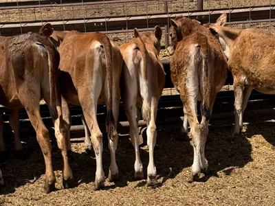 cattle listing photo