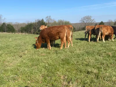 cattle listing photo