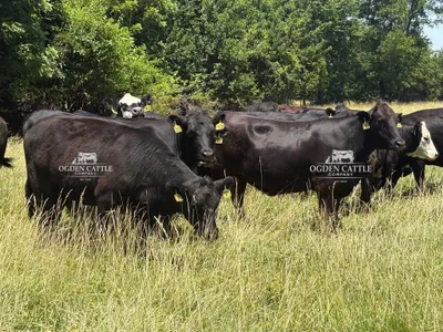 cattle listing photo