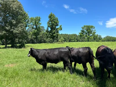 cattle listing photo