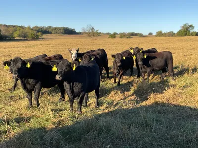 cattle listing photo