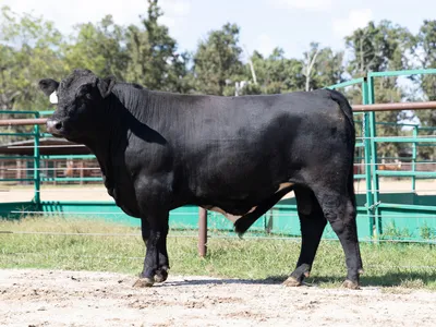 cattle listing photo
