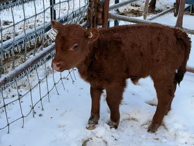 cattle listing photo