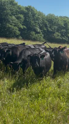 cattle listing photo