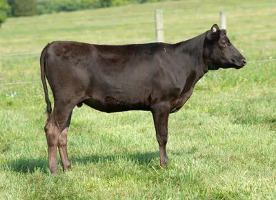 cattle listing photo