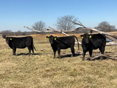 cattle listing photo